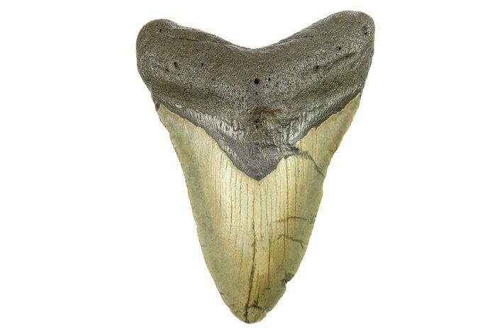 Fossil Megalodon Tooth - North Carolina #298944